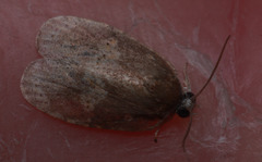 Cnesteboda celligera