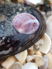 Crepipatella dilatata