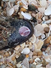 Crepipatella dilatata