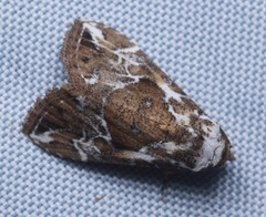 Chorsia