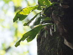 Antrophyum formosanum