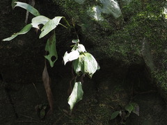 Antrophyum formosanum