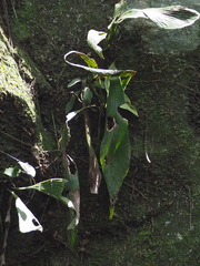 Antrophyum formosanum