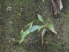 Antrophyum formosanum