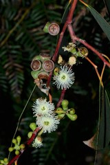 Eucalyptus viminalis pryoriana