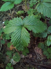 Fragaria vesca