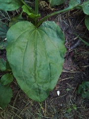 Plantago major