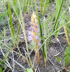 Orobanche coerulescens
