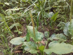 Plantago major