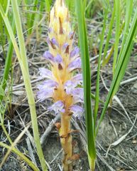 Orobanche coerulescens