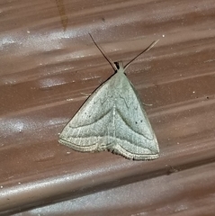 Macrochilo absorptalis