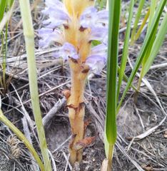 Orobanche coerulescens