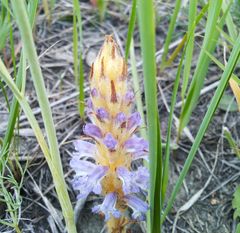 Orobanche coerulescens
