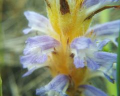 Orobanche coerulescens