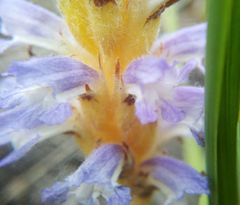 Orobanche coerulescens
