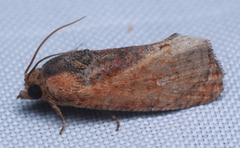 Cryptophlebia ombrodelta