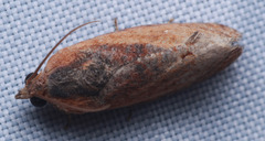 Cryptophlebia ombrodelta