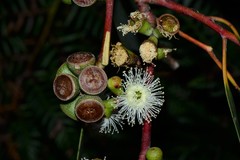 Eucalyptus viminalis pryoriana