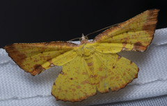 Corymica