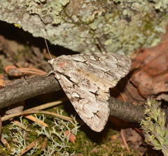 Acronicta cuspis