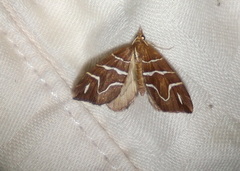 Chaetolopha leucophragma