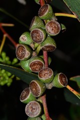 Eucalyptus viminalis pryoriana