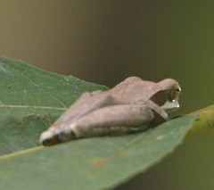 Polypedates cruciger