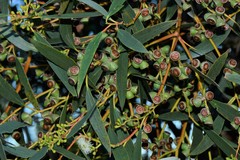 Eucalyptus viminalis pryoriana