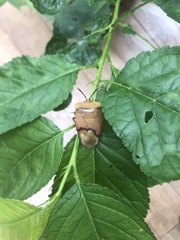 Tessaratoma papillosa