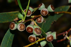 Eucalyptus viminalis pryoriana