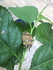 Tessaratoma papillosa