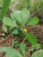 Condamineeae