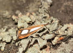 Catoptria permiacus
