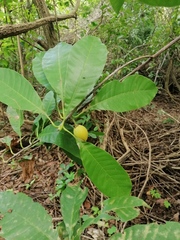 Condamineeae