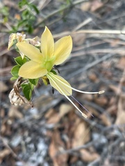 Barleria rotundifolia