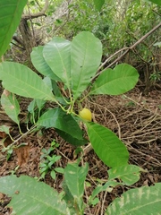 Condamineeae