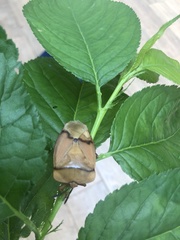 Tessaratoma papillosa