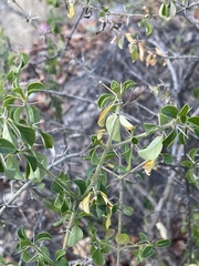Barleria rotundifolia