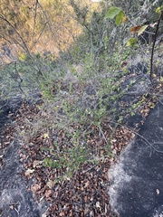 Barleria rotundifolia