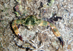 Charybdis hellerii