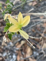 Barleria rotundifolia
