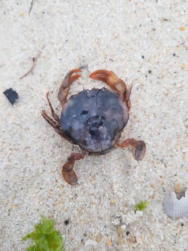 photo of Henslow's Swimming Crab (Polybius henslowii)