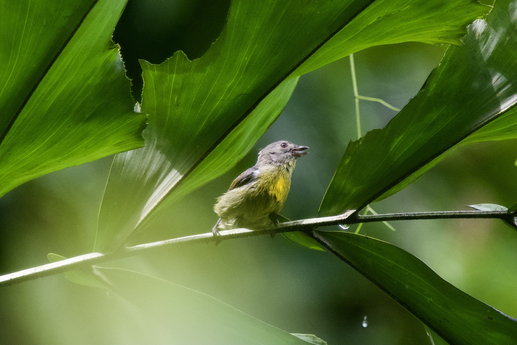 Yellow-rumped Flowerpecker illustration