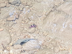 Pethia nigrofasciata