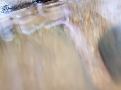 Schistura notostigma