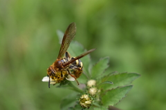 Xanthocampsomeris hesterae