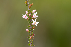 Epacris pulchella