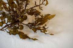 Sargassum spinuligerum