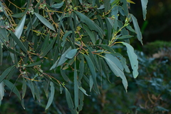 Eucalyptus viminalis pryoriana