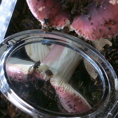 Russula lenkunya
